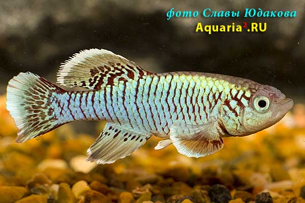 Nothobranchius egersi, голубая форма, самец