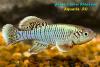 Nothobranchius egersi, голубая форма, самец