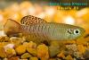 Nothobranchius annectens, молодой самец