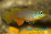 Nothobranchius janpapi 'TAN RB 05/40'