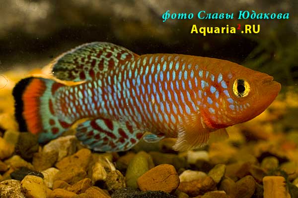 Nothobranchius rachovii, популяция "AS" или "Beira 98", самец
