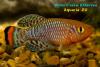 Nothobranchius rachovii, популяция "AS" или "Beira 98", самец