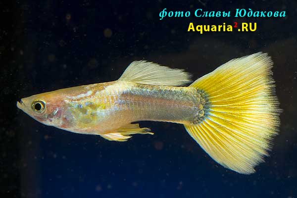 Гуппи (Poecilia reticulata), полутемная желтая, самец