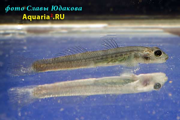 Стифодон жёлто-красный (Stiphodon spec. "red - yellow"), самка