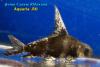 Чукучан, Фрегат (Myxocyprinus asiaticus)