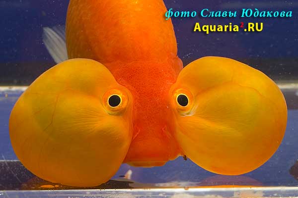 Золотая рыбка "водяные глазки" (Carassius auratus)