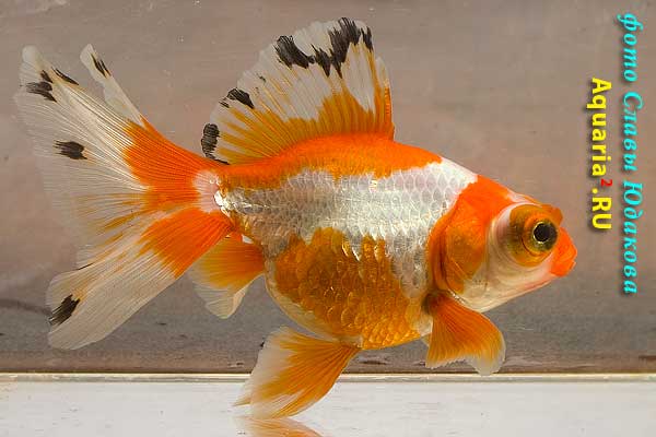 Телескоп Краснобелый (Carassius Auratus)