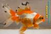 Телескоп Краснобелый (Carassius Auratus)