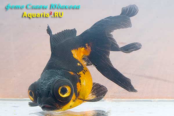 Телескоп Красночёрный (Carassius Auratus)