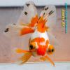 Телескоп Краснобелый (Carassius Auratus)