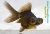 Телескоп Чёрный (Carassius Auratus)