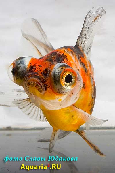 Телескоп Ситцевый (Carassius Auratus)