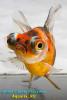 Телескоп Ситцевый (Carassius Auratus)
