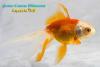 Оранда Краснобелая (Carassius Auratus)