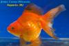 Риукин Красночёрный (Carassius Auratus)