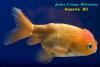 Ранчу Львиноголовый (Carassius Auratus)