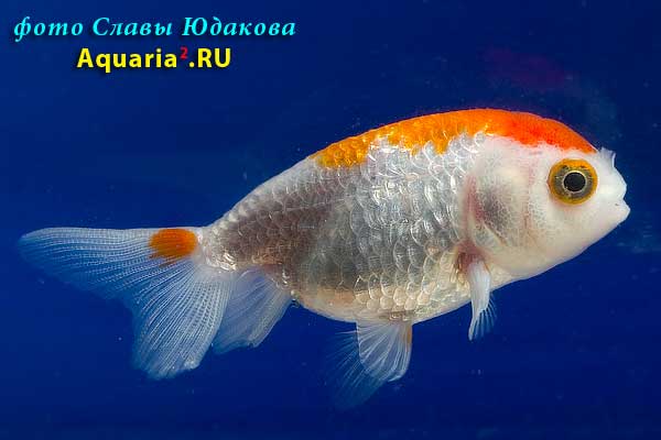 Ранчу Краснобелый (Carassius Auratus)