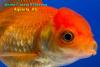 Оранда Красная (Carassius Auratus)