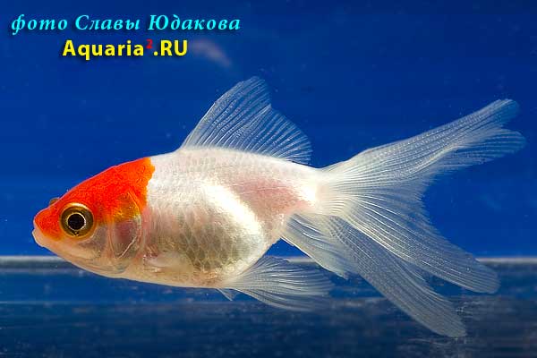 Комета Краснобелая (Carassius Auratus)