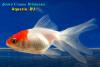Комета Краснобелая (Carassius Auratus)
