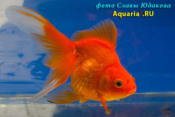 Риукин Красный (Carassius Auratus)