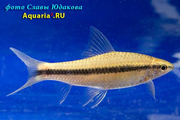 Ложный Сиамский водорослеед (Epalzeorhynchus sp. or Garra taeniata)