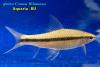 Ложный Сиамский водорослеед (Epalzeorhynchus sp. or Garra taeniata)