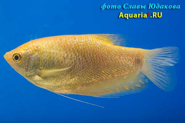 Гурами голубой, золотистая форма (Тrichogaster trichopterus), самка