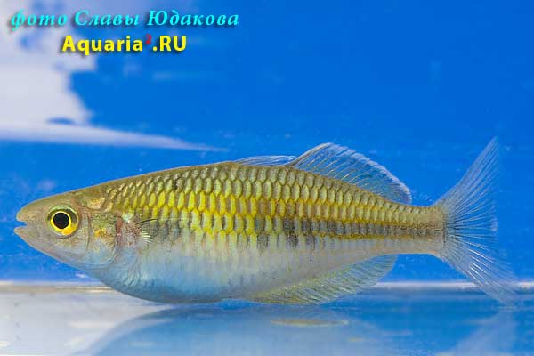 Меланотения Боэсмана (Melanotaenia boesemani), самка