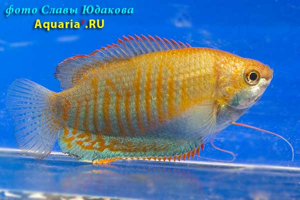 Лябиоза (Colisa labiosa)