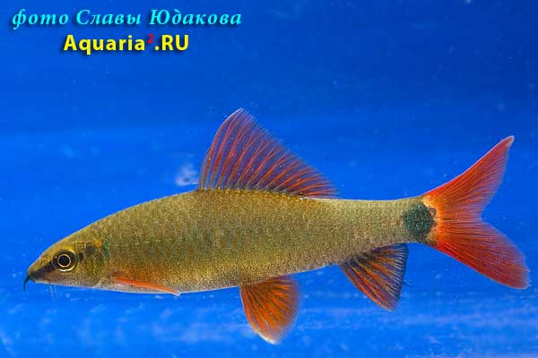 Лабео зеленый (Epalzeorhynchus frenatus)