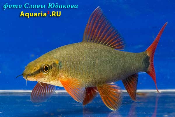 Лабео зеленый (Epalzeorhynchus frenatus)