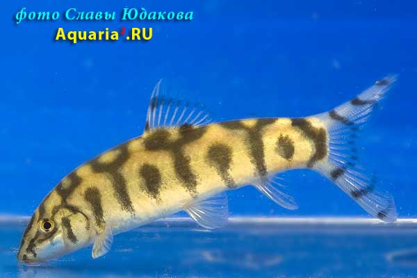Боция мраморная (Botia lohachata)
