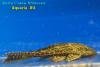Плекостомус Хипостомус (Pleco Hypostomus)