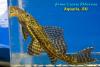 Плекостомус Хипостомус (Pleco Hypostomus)