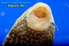 Плекостомус Хипостомус (Pleco Hypostomus)