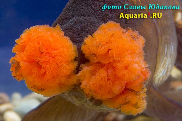 Оранда Коричневая Пом-Пом (Carassius Auratus)