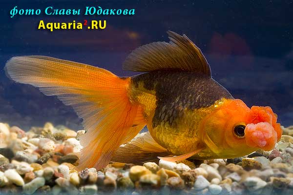 Оранда Пом-Пом (Carassius Auratus)
