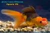 Оранда Пом-Пом (Carassius Auratus)
