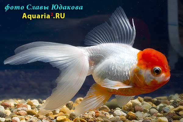 Золотая рыбка "красная шапочка" (Carassius auratus)