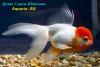 Золотая рыбка "красная шапочка" (Carassius auratus)