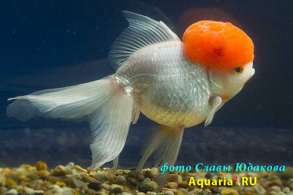 Золотая рыбка "красная шапочка" (Carassius auratus)