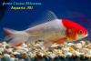 Вэйкин краснобелый (Carassius Auratus)