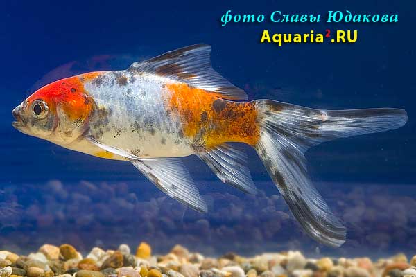 Комета Ситцевая (Carassius Auratus)