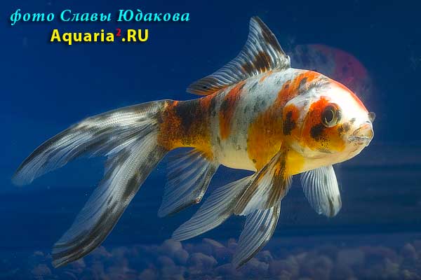 Комета ситцевая (Carassius Auratus)