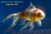 Комета ситцевая (Carassius Auratus)