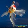 Комета Краснобелая (Carassius Auratus)