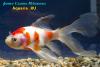 Комета Краснобелая (Carassius Auratus)