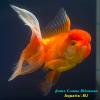 Оранда Краснобелая (Carassius Auratus)