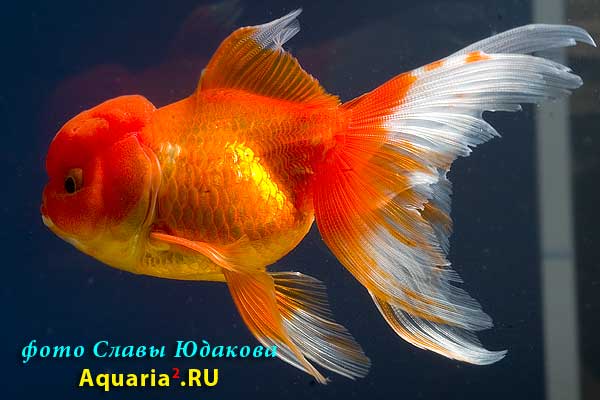 Оранда Краснобелая (Carassius Auratus)